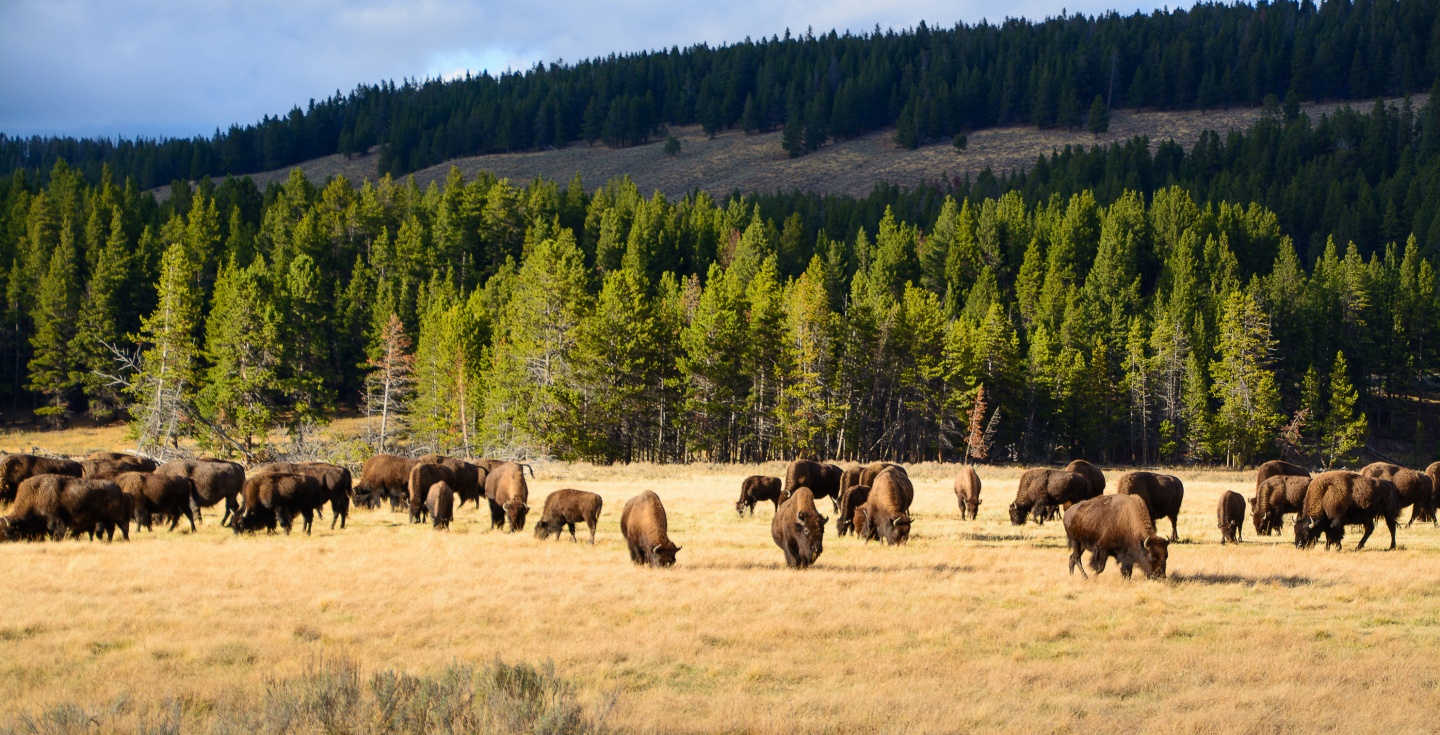 Bison in Yellowstone National Park