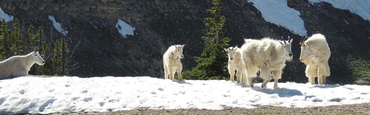 White mountain goats on snow