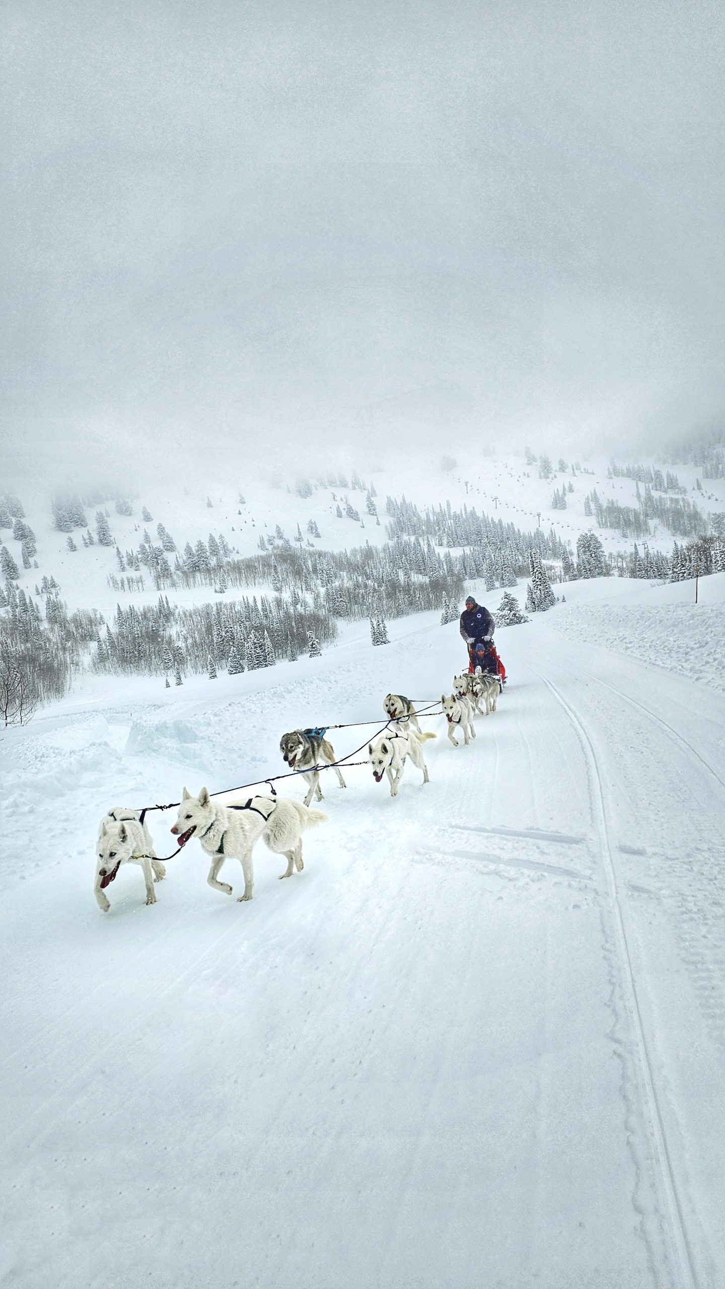 Dogsledding