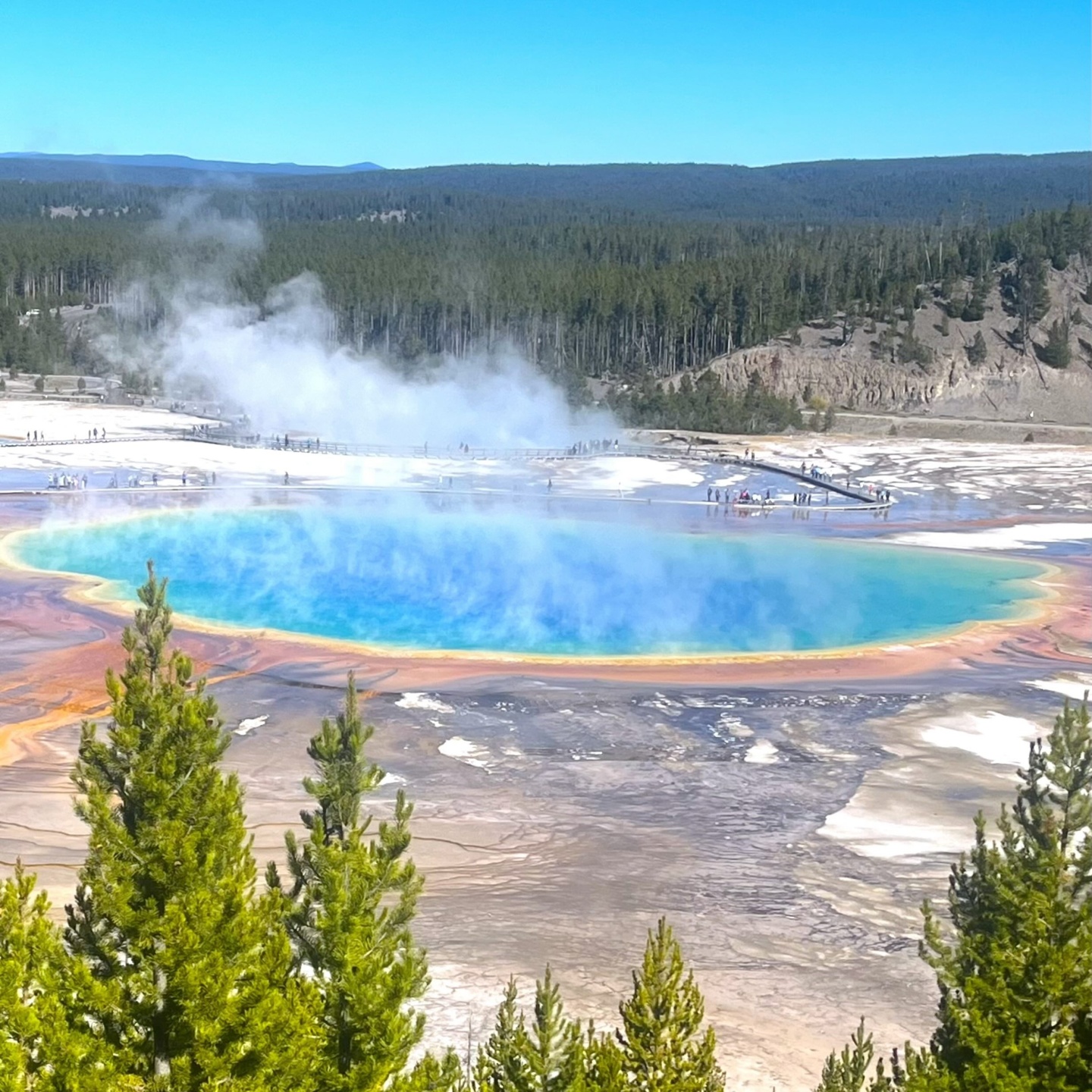 Colorful hot spring with steam, surrounded by forest under clear blue sky.