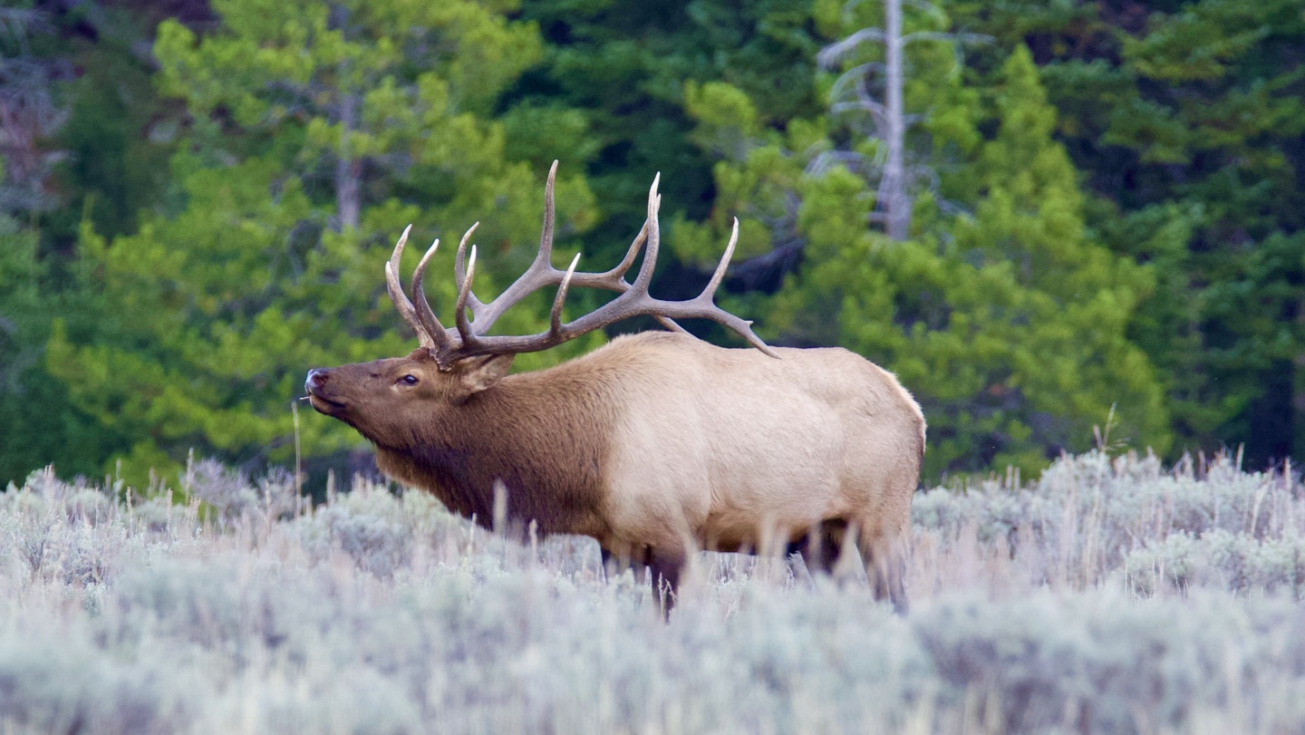 Bull elk with large antlers in a grassy field, green forest in background.