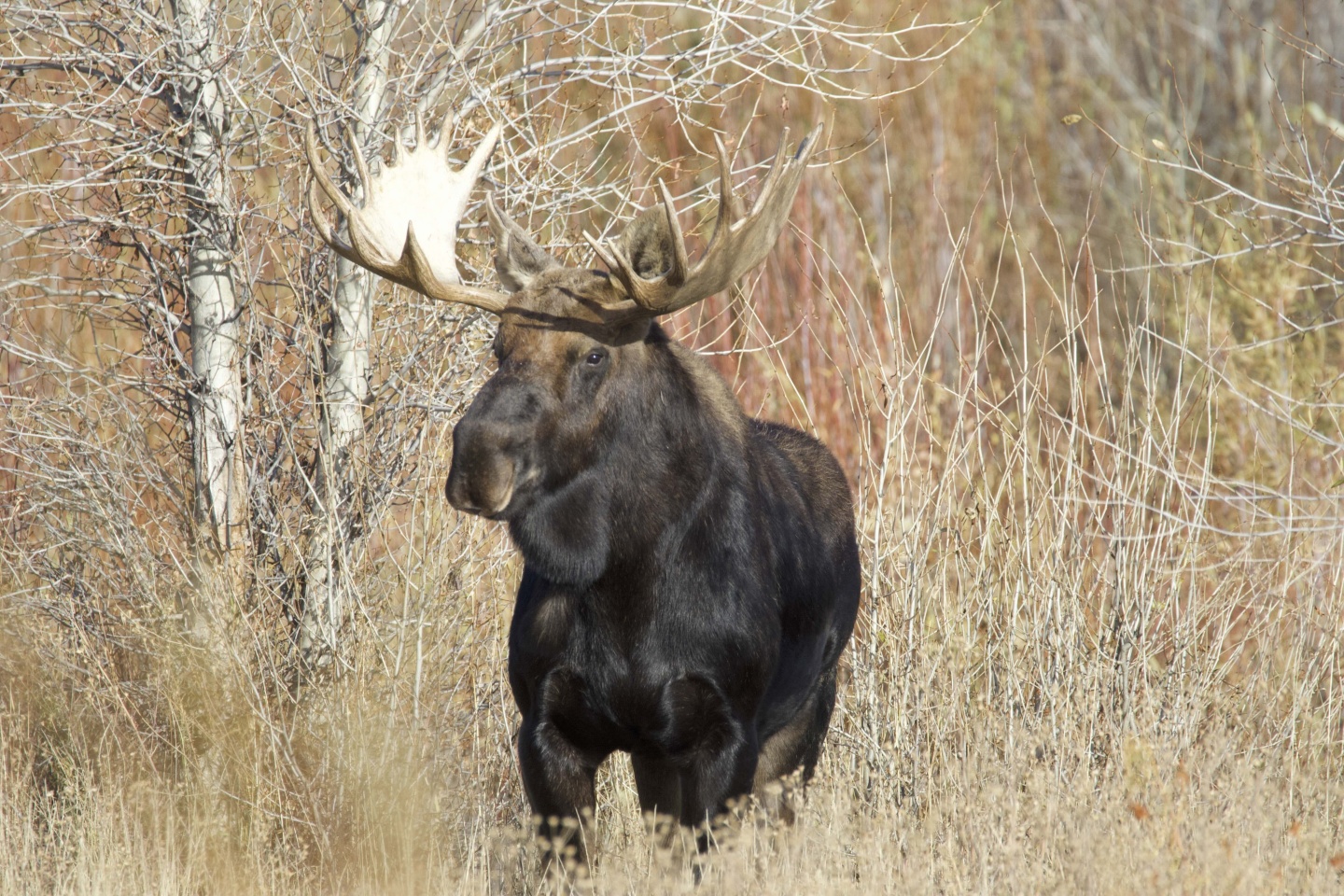 Brown moose standing in tall grass with bare trees in the background.
