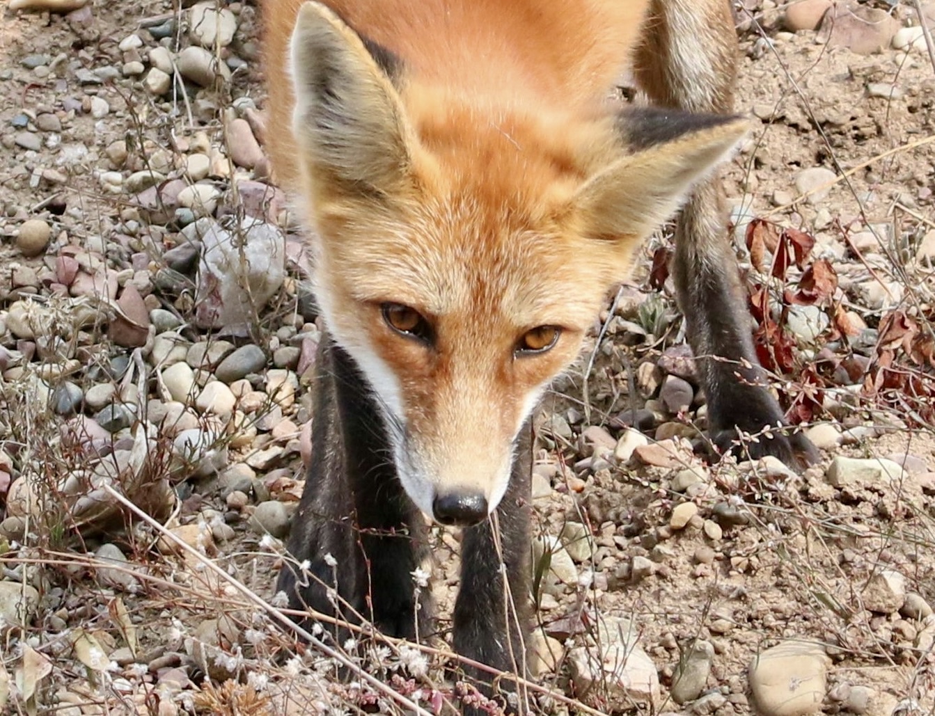 Red fox with alert eyes on rocky ground.