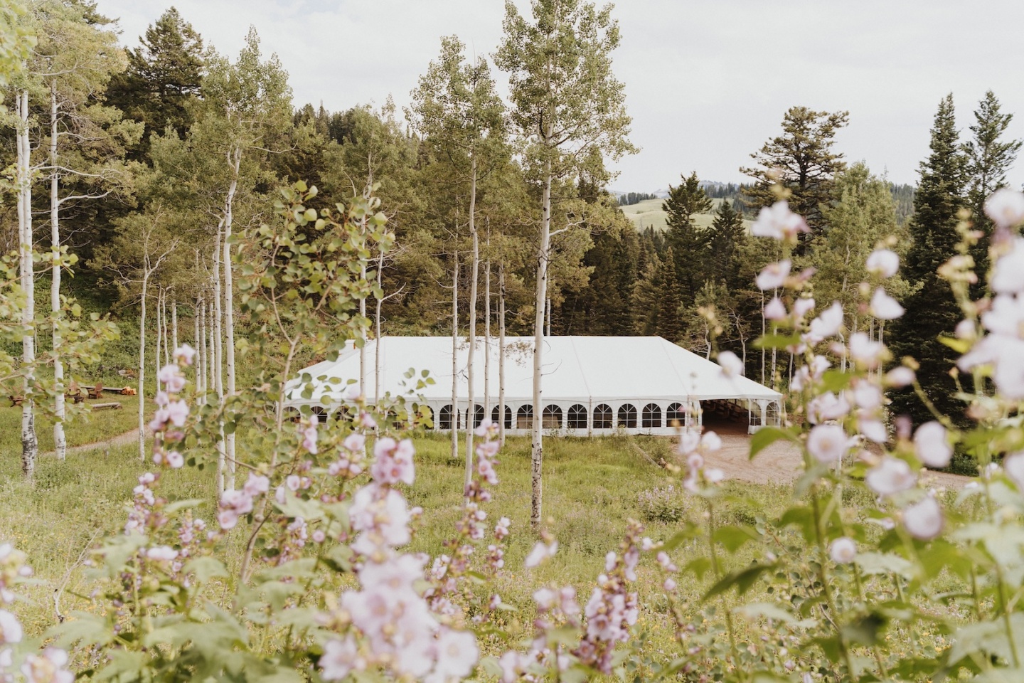 White tent amidst trees and pink flowers in a serene forest setting.