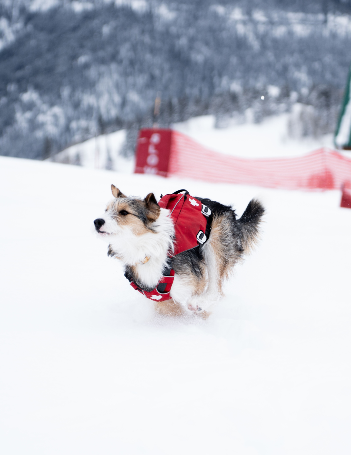 Dog in red vest running on snowy mountain slope.