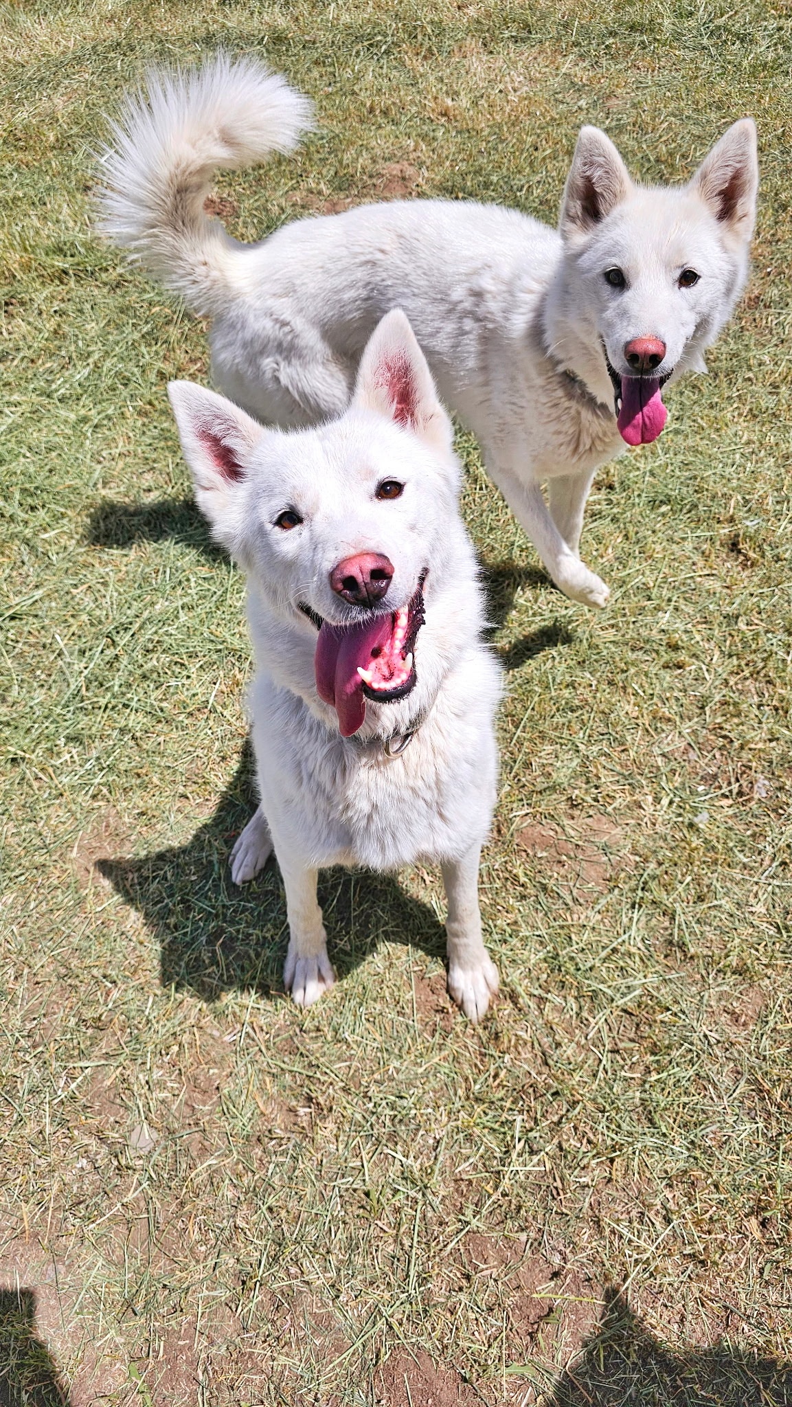 Two white dogs on grass, tongues out, looking happy and playful under sunlight.