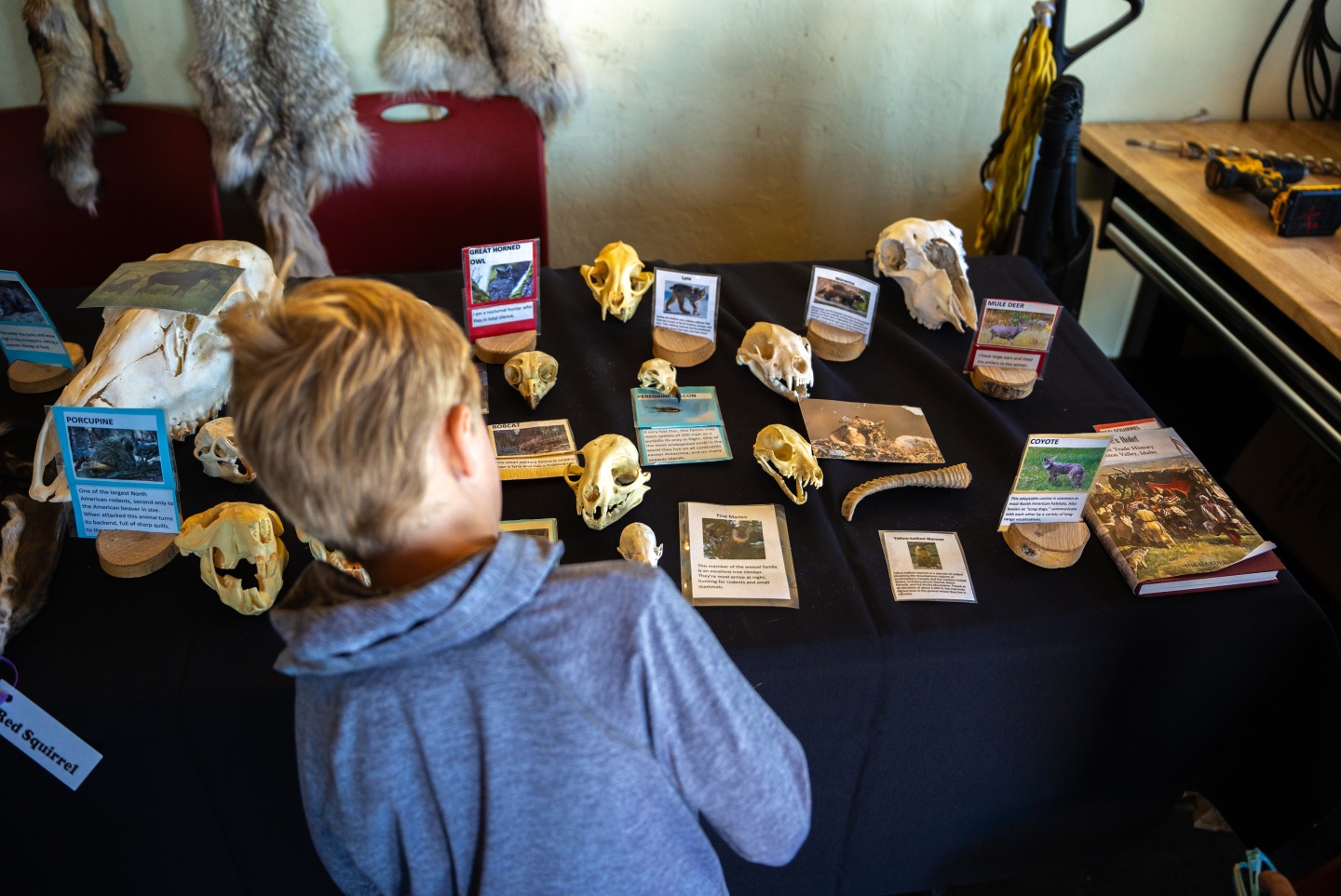 Child examining animal skulls on display table indoors.