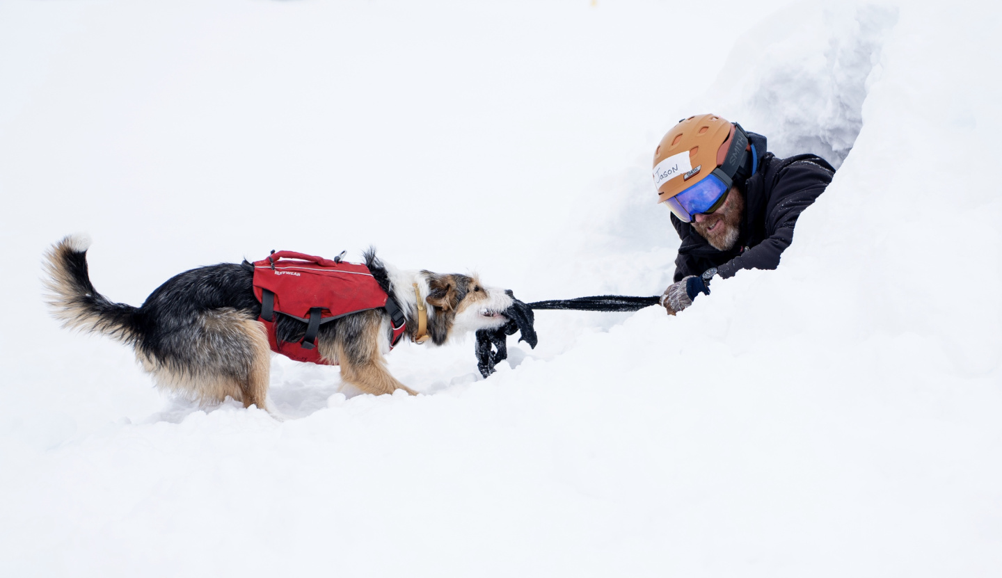 Rescue dog pulling person from snow tunnel.