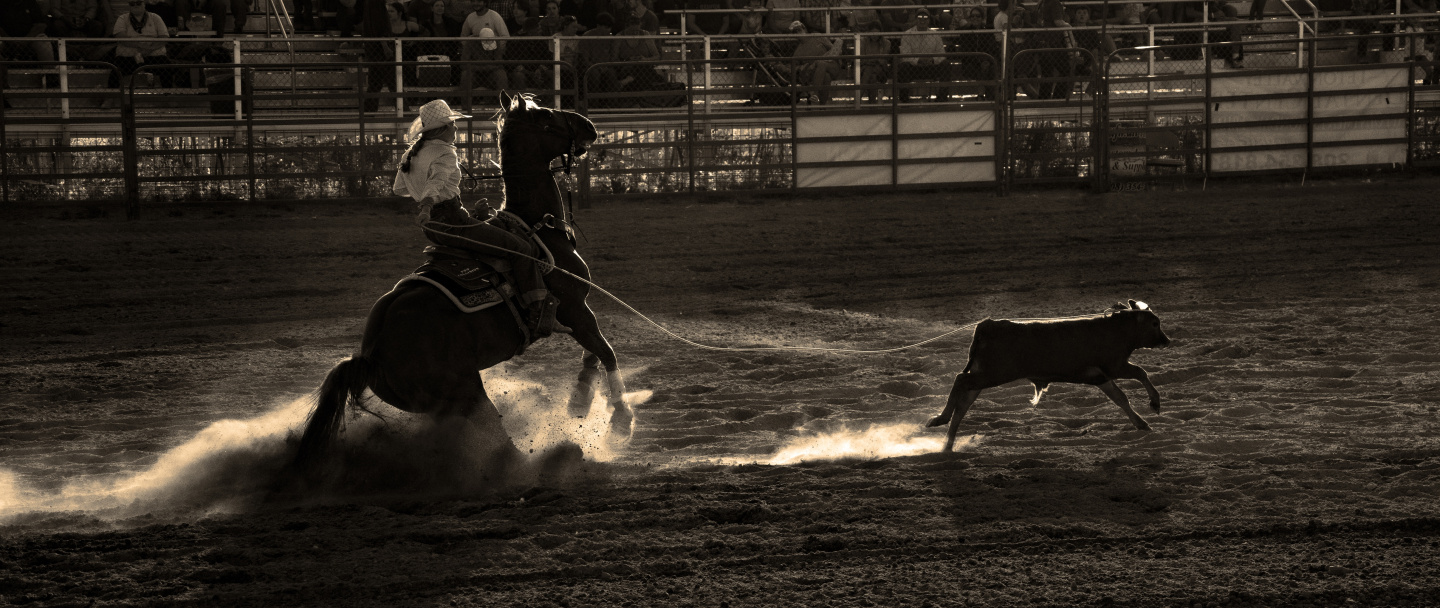 Cowboy on horseback lassoes a calf in a rodeo arena.